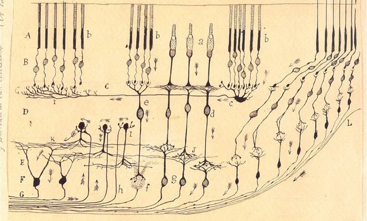 Anatomy of retinal layers as described by Santiago Ramón y Cajal.