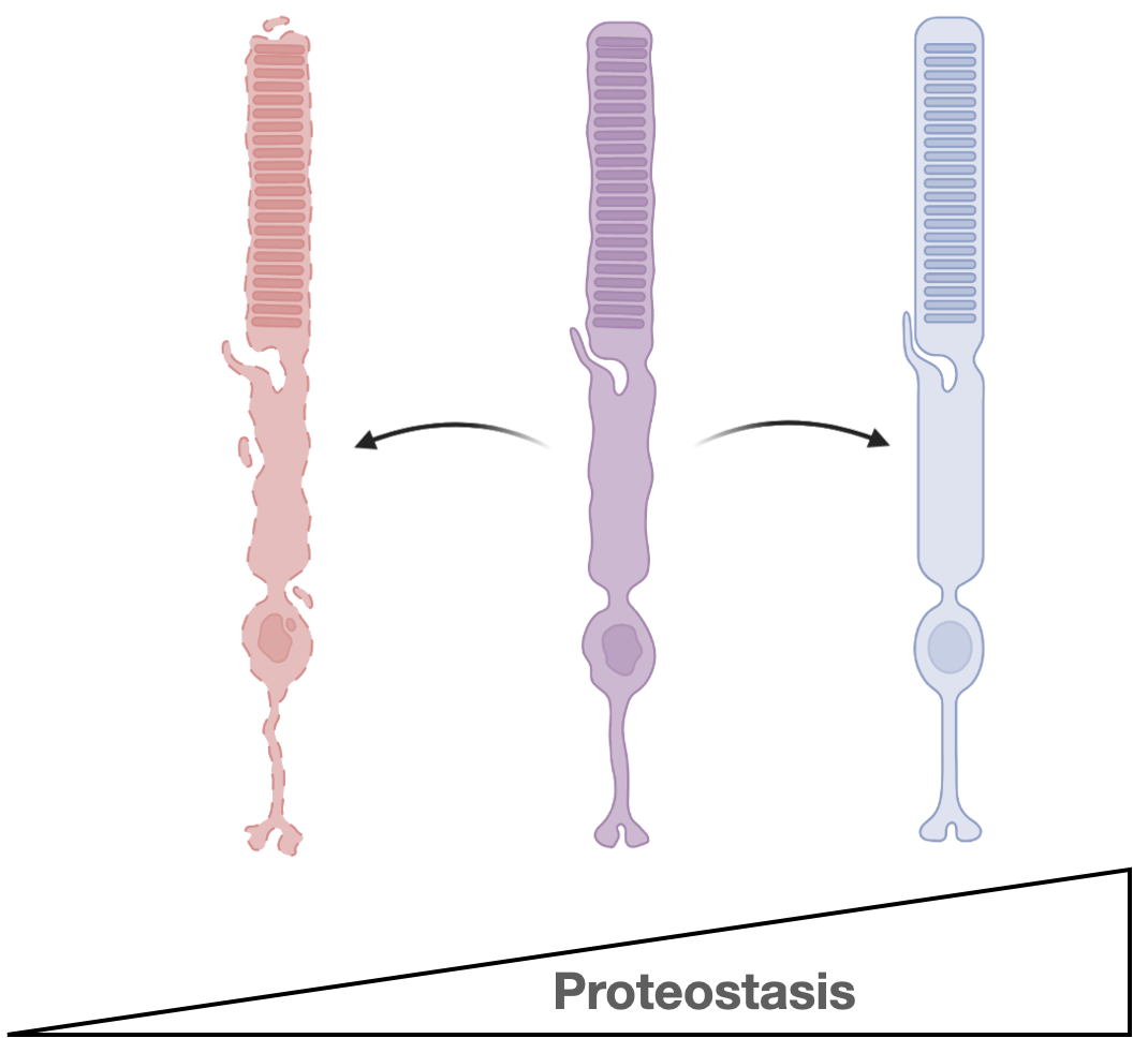 Photoreceptor proteostasis in disease